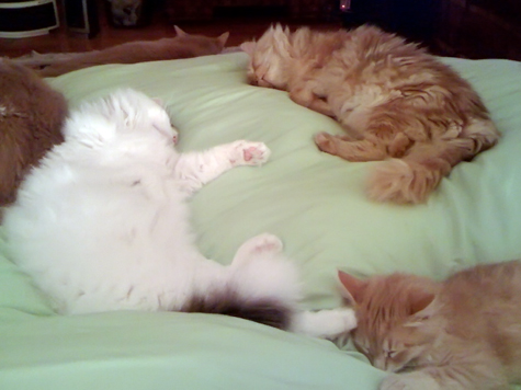 cats in the bed_sm.jpg